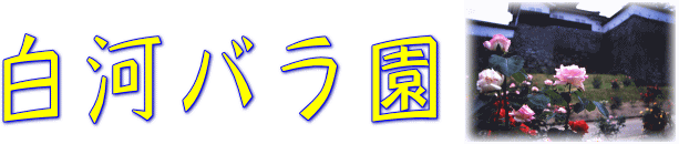 ̓o